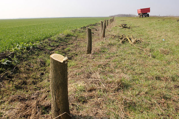 ИСЕКЛИ 100 СТАБАЛА У ВЕТРОЗАШТИТНОМ ПОЈАСУ: Оста Јаша без дудова